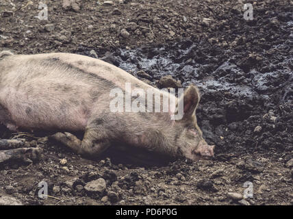 Felice come un maiale nel muck! Close-up shot di una rilassata, refrigerate maiale giacente nel fango, addormentato. Vista laterale mostra maggioranza di pig's body & mate zampetto! Foto Stock