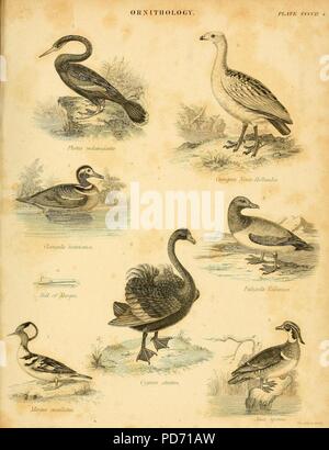 Una introduzione alla storia naturale degli uccelli (8338133660). Foto Stock
