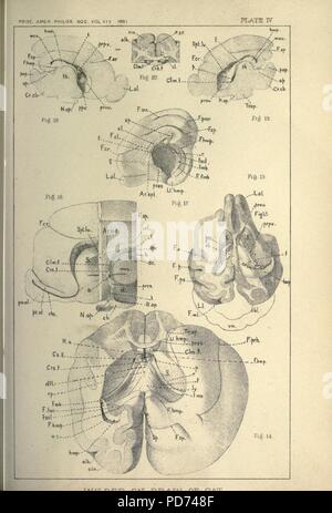 Tecnologia anatomica come applicata al gatto domestico Foto Stock