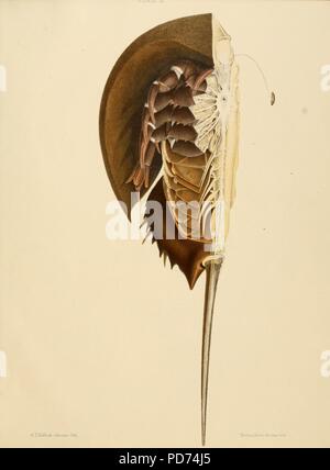 Anatomia del granchio reale (Limulus polyphemus, Latr.) piastra (III) Foto Stock