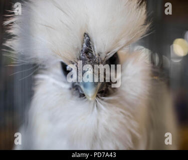 Un giovane silkie pollo sul display in Deschutes County Fair, Redmond, Oregon. Foto Stock