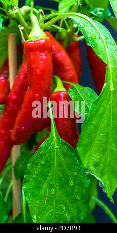 Peperoncini rossi (Capsicum annuum) sulla patch vegetale dopo una pioggia con gocce di acqua sulle foglie verdi. Foto Stock