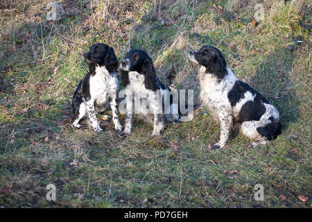 Cani da caccia Foto Stock