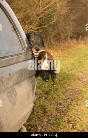 Cane da ferma nel retro della trazione a quattro ruote motrici Foto Stock