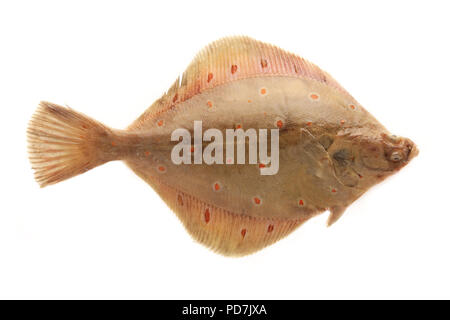 Sogliola Limanda Pesce isolato su sfondo bianco Foto Stock