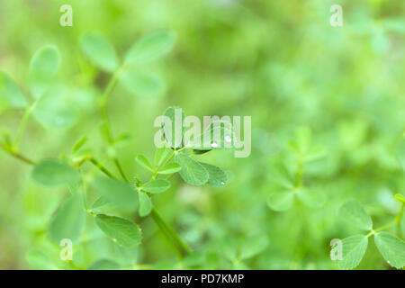 Verde foglia di trifoglio campo con gocce di rugiada sulla sfocatura dello sfondo. Foto Stock