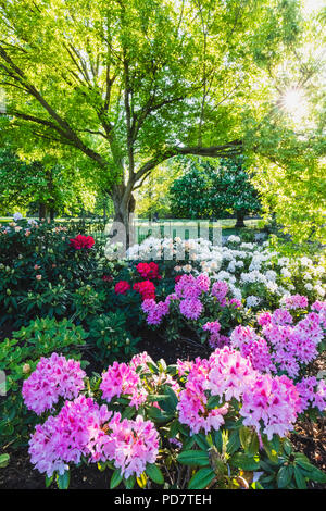 Inghilterra, Londra, Greenwhich, Greenwhich Park, fiori di rododendro in fiore Foto Stock