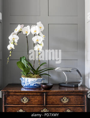 White orchids and 60's Italian Oluce columbo 281 lamp on an antique chest Foto Stock