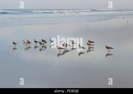 Unico Seagull sta di fronte uno stormo di uccelli sulla spiaggia al tramonto. Foto Stock