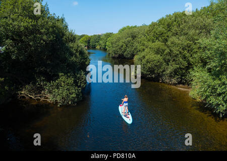 Una donna di mezza età volontario sul suo paddle-board la raccolta di immondizia di plastica rifiuti e altri rifiuti dalle sponde del fiume Rheidol in Aberystwyth , Wales UK su un caldo suny pomeriggio estivo Foto Stock