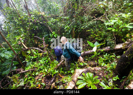 Escursioni attraverso la densa cloudforest in Omar Torrijos National Park, Cocle Affitto provincia, Cordillera Central, Cocle Affitto provincia, Repubblica di Panama. Foto Stock