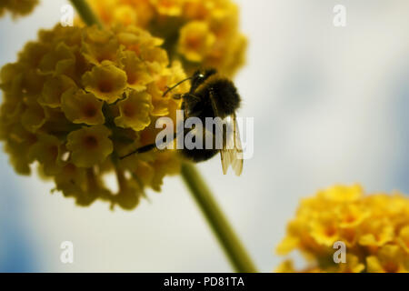 Vi è abbondanza di questi bellissimi esemplari (Bombus terrestris) nei giardini di Mirehouse sul bordo del lago di Bassenthwaite. Foto Stock