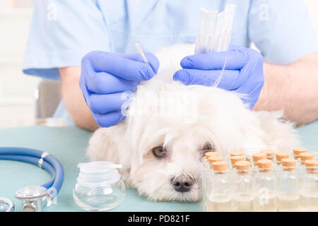 Vet facendo il trattamento di agopuntura sulla testa del cane Foto Stock