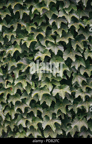 Una coperta di edera parete in Salem, Massachusetts Foto Stock