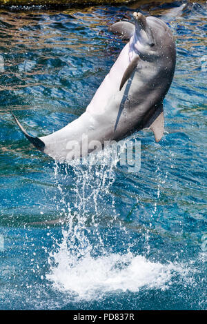Delfini show, Akvarium un delfinárium Zoo, Norimberk, Německo / spettacolo di delfini in un acquario, Lo Zoo di Norimberga, Germania Foto Stock