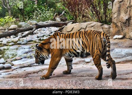 La tigre di Sumatra aggirava per lo Zoo di Chester Foto Stock