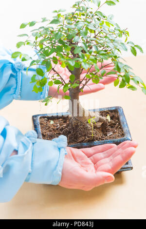 Bellissimo albero di bonsai con la donna le mani Foto Stock