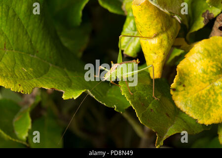 Un maschio screziato bush cricket, Leptophyes punctatissima, appoggiato su di una mela selvatica tree Fotografato di notte sul lato orientale dell'isola di Portland Foto Stock