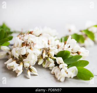 Fiori di Acacia su un semplice sfondo di calcestruzzo. Acacia rami con foglie e fiori Foto Stock