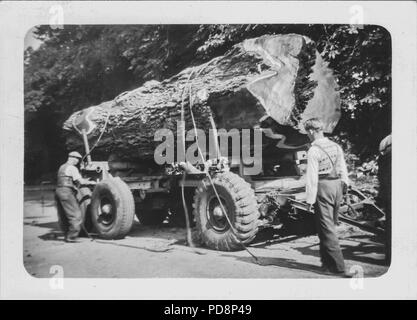 Lumberjack tagliando un albero a mano UK, 1951 Foto Stock