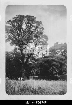 Lumberjack tagliando un albero a mano UK, 1951 Foto Stock