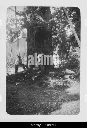 Lumberjack tagliando un albero a mano UK, 1951 Foto Stock