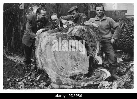 Lumberjack tagliando un albero a mano UK, 1951 Foto Stock