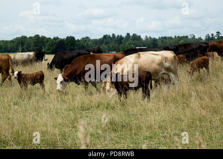 mucche che pascolano in un campo con i loro vitelli Foto Stock