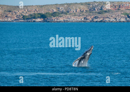 Australia, Western Australia Kimberley costa tra Yampi Sound e ginestra. Violare maschio Humpback Whale nel Mare di Timor con costa di Kimberley. Foto Stock