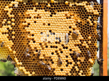 Iberian miele api lavorare Foto Stock