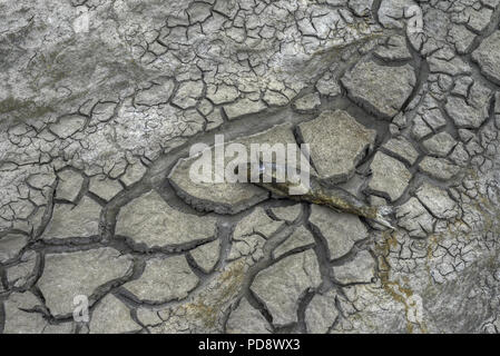 I pesci morti nel fondo asciutto di un fiume a causa degli effetti della siccità dovuti ai cambiamenti climatici e al riscaldamento globale Foto Stock