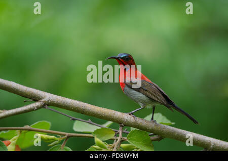 Crimson Sunbird (Aethopyga siparaja) catture sul ramo in natura Foto Stock