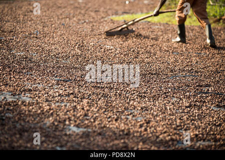 Un lavoratore si diffonde le fave di cacao come parte del processo di fermentazione in un cioccolato impianto di produzione nel distretto di Mukono, Uganda. Foto Stock