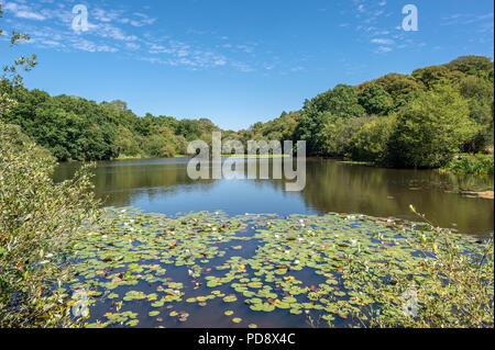 Eyeworth stagno nel New Forest, Hampshire, con ninfee. Foto Stock