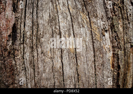 Close up di un albero caduto che mostra il legno scortecciato con termite danni. Foto Stock