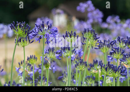 Agapanthus "stella del nord". African giglio azzurro Foto Stock