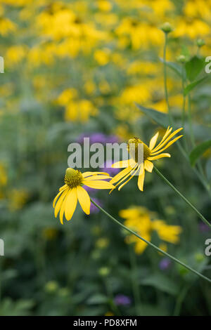 Laciniata Rudbeckia Herbstsonne fiore. Coneflower 'Herbstsonne' in un giardino inglese. Foto Stock