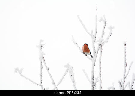 Bullfinch. Pyrrhula pyrrhula. Foto Stock