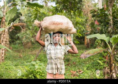 Un lavoratore svolge un sacco di raccolti di fresco le fave di cacao su un cocoa tree plantation nel distretto di Mukono, Uganda, Africa orientale. Foto Stock