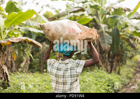 Un lavoratore svolge un sacco di raccolti di fresco le fave di cacao su un cocoa tree plantation nel distretto di Mukono, Uganda, Africa orientale. Foto Stock