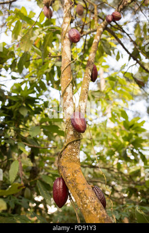 Mature fava di cacao Cialde crescere su una piantagione nel distretto di Mukono, Uganda, Africa orientale. Foto Stock