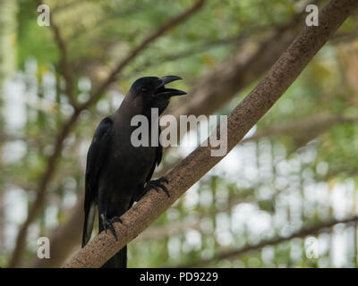 Nero della casa di Crow Bird Foto Stock