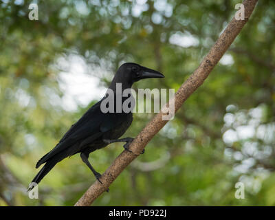 Nero della casa di Crow Bird Foto Stock