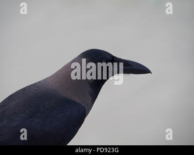 Nero della casa di Crow Bird Foto Stock