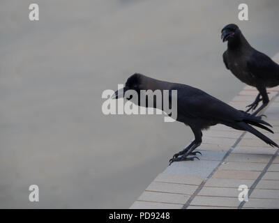 Nero della casa di Crow Bird Foto Stock