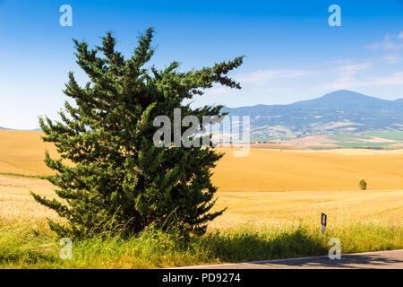 Strada e cipressi su una collina vicino a Asciano nelle Crete Senesi, Toscana, Italia Foto Stock