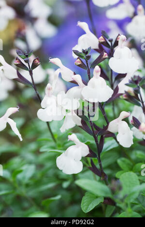 Salvia " ondata di caldo barlume' Fiori. Foto Stock