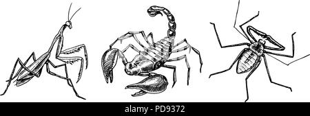 Grande set di insetti. Scorpion frusta Amblypygi Spider Mantis Tattoo. Vintage animali domestici in casa. Incisi insetti coleotteri. Illustrazione Vettoriale. Illustrazione Vettoriale
