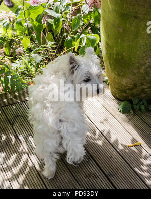 West Highland terrier Foto Stock
