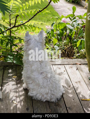 West Highland terrier Foto Stock